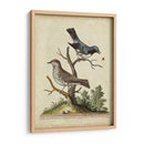Pares De Aves Edwards V - George Edwards | Cuadro decorativo de Canvas Lab