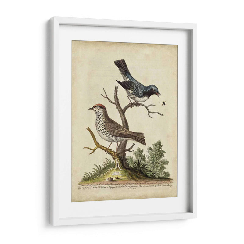 Pares De Aves Edwards V - George Edwards | Cuadro decorativo de Canvas Lab