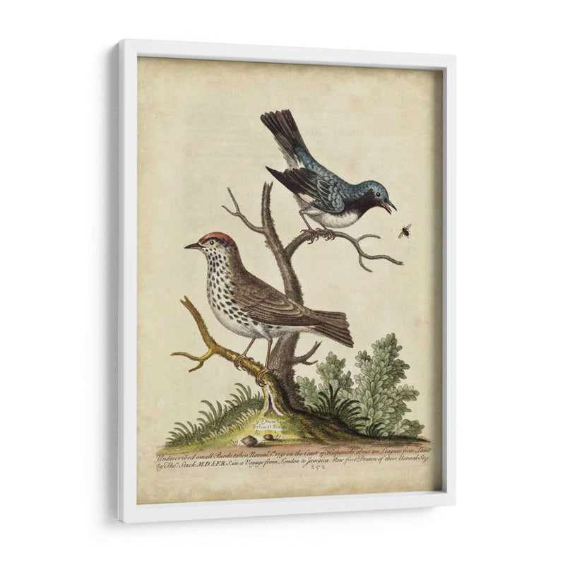 Pares De Aves Edwards V - George Edwards | Cuadro decorativo de Canvas Lab