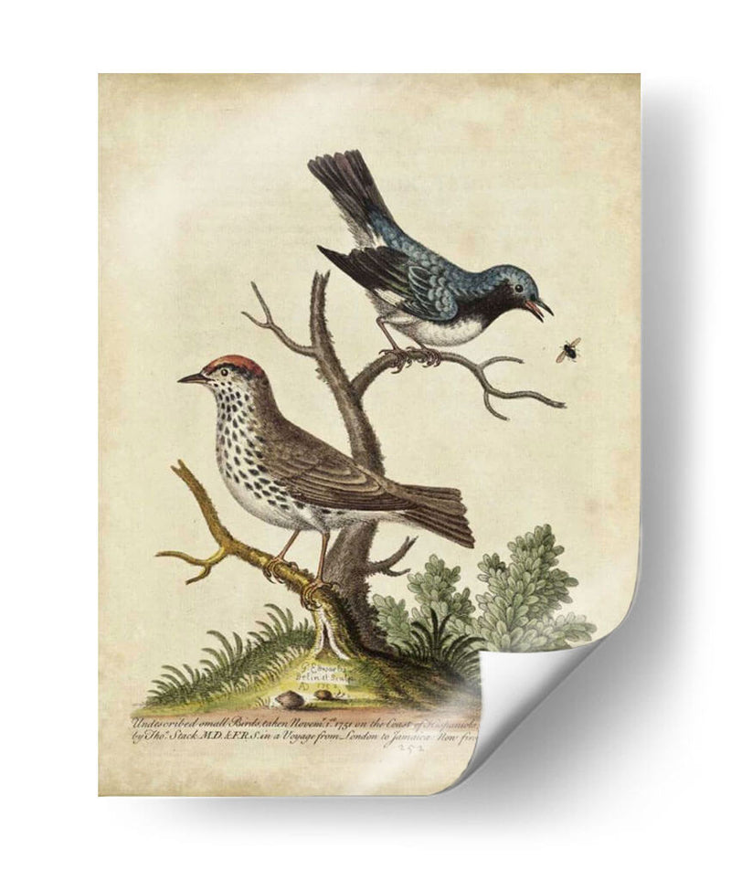 Pares De Aves Edwards V - George Edwards | Cuadro decorativo de Canvas Lab