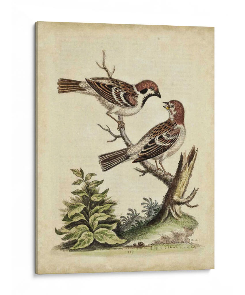 Pares De Aves Edwards Vi - George Edwards | Cuadro decorativo de Canvas Lab