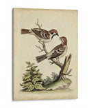 Pares De Aves Edwards Vi - George Edwards | Cuadro decorativo de Canvas Lab