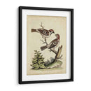 Pares De Aves Edwards Vi - George Edwards | Cuadro decorativo de Canvas Lab