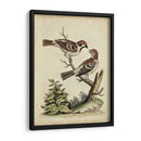 Pares De Aves Edwards Vi - George Edwards | Cuadro decorativo de Canvas Lab