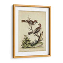 Pares De Aves Edwards Vi - George Edwards | Cuadro decorativo de Canvas Lab