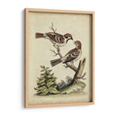 Pares De Aves Edwards Vi - George Edwards | Cuadro decorativo de Canvas Lab