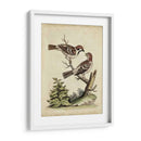 Pares De Aves Edwards Vi - George Edwards | Cuadro decorativo de Canvas Lab