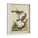 Pares De Aves Edwards Vi - George Edwards | Cuadro decorativo de Canvas Lab