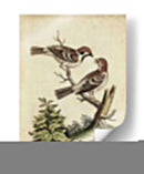 Pares De Aves Edwards Vi - George Edwards | Cuadro decorativo de Canvas Lab