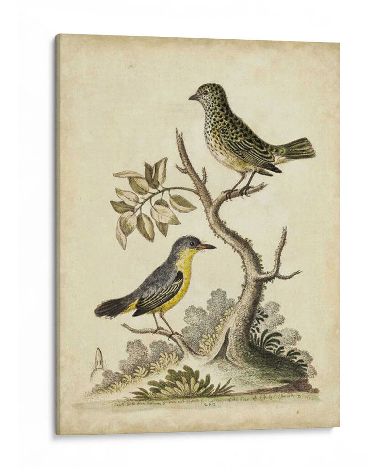 Pares De Aves De Edwards Vii - George Edwards | Cuadro decorativo de Canvas Lab