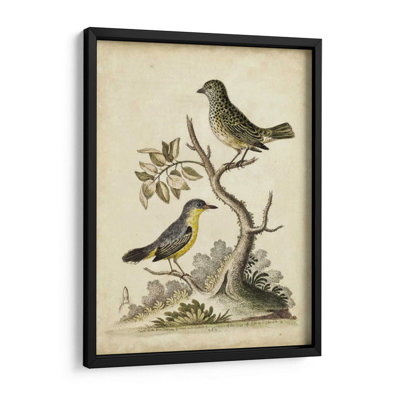 Pares De Aves De Edwards Vii - George Edwards | Cuadro decorativo de Canvas Lab