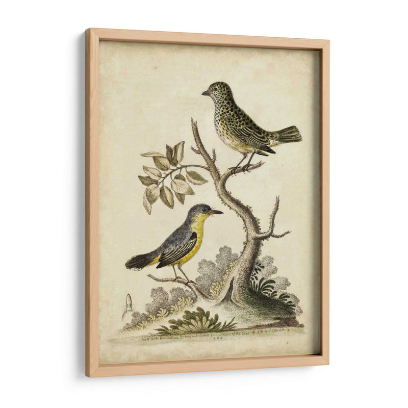 Pares De Aves De Edwards Vii - George Edwards | Cuadro decorativo de Canvas Lab