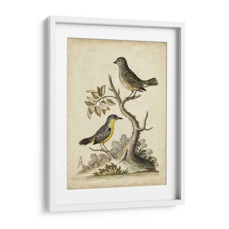 Pares De Aves De Edwards Vii - George Edwards | Cuadro decorativo de Canvas Lab