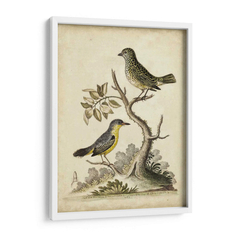 Pares De Aves De Edwards Vii - George Edwards | Cuadro decorativo de Canvas Lab