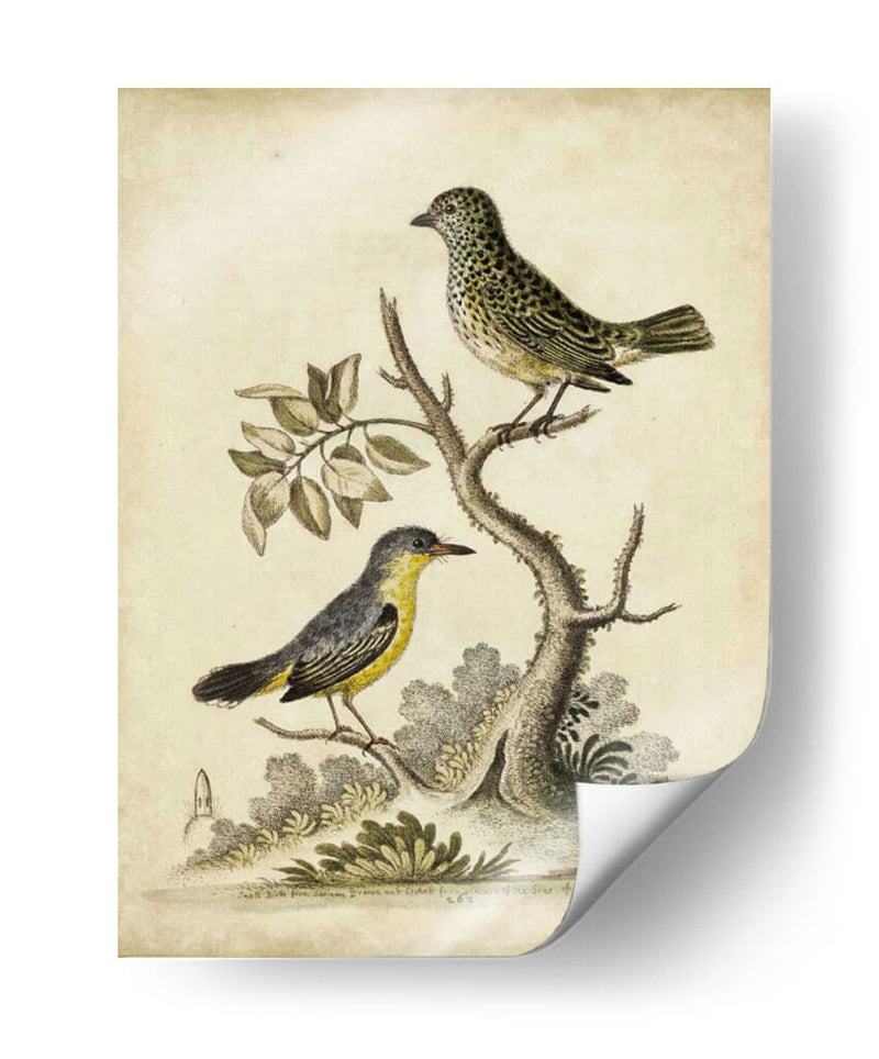 Pares De Aves De Edwards Vii - George Edwards | Cuadro decorativo de Canvas Lab