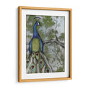 Reflexiones De Pavo Real Ii - Jennifer Goldberger | Cuadro decorativo de Canvas Lab