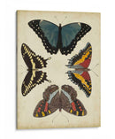 Visualización De Mariposas I - Vision Studio | Cuadro decorativo de Canvas Lab