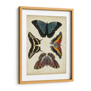 Visualización De Mariposas I - Vision Studio | Cuadro decorativo de Canvas Lab