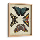 Visualización De Mariposas I - Vision Studio | Cuadro decorativo de Canvas Lab