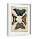 Visualización De Mariposas I - Vision Studio | Cuadro decorativo de Canvas Lab