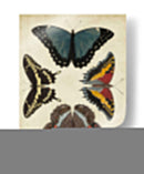 Visualización De Mariposas I - Vision Studio | Cuadro decorativo de Canvas Lab