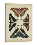 Visualización De Mariposas Ii - Vision Studio | Cuadro decorativo de Canvas Lab