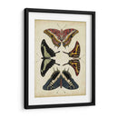Visualización De Mariposas Ii - Vision Studio | Cuadro decorativo de Canvas Lab