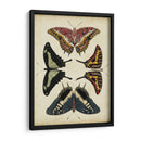 Visualización De Mariposas Ii - Vision Studio | Cuadro decorativo de Canvas Lab