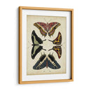 Visualización De Mariposas Ii - Vision Studio | Cuadro decorativo de Canvas Lab