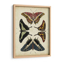 Visualización De Mariposas Ii - Vision Studio | Cuadro decorativo de Canvas Lab