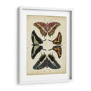 Visualización De Mariposas Ii - Vision Studio | Cuadro decorativo de Canvas Lab