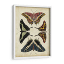 Visualización De Mariposas Ii - Vision Studio | Cuadro decorativo de Canvas Lab
