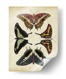 Visualización De Mariposas Ii - Vision Studio | Cuadro decorativo de Canvas Lab