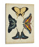 Visualización De Mariposas Iii - Vision Studio | Cuadro decorativo de Canvas Lab