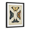 Visualización De Mariposas Iii - Vision Studio | Cuadro decorativo de Canvas Lab