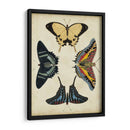 Visualización De Mariposas Iii - Vision Studio | Cuadro decorativo de Canvas Lab