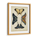 Visualización De Mariposas Iii - Vision Studio | Cuadro decorativo de Canvas Lab