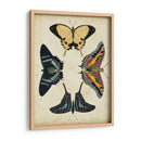 Visualización De Mariposas Iii - Vision Studio | Cuadro decorativo de Canvas Lab