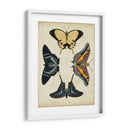 Visualización De Mariposas Iii - Vision Studio | Cuadro decorativo de Canvas Lab