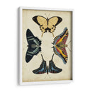 Visualización De Mariposas Iii - Vision Studio | Cuadro decorativo de Canvas Lab