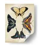 Visualización De Mariposas Iii - Vision Studio | Cuadro decorativo de Canvas Lab
