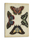 Visualización De Mariposas Iv - Vision Studio | Cuadro decorativo de Canvas Lab