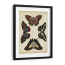 Visualización De Mariposas Iv - Vision Studio | Cuadro decorativo de Canvas Lab