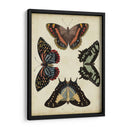 Visualización De Mariposas Iv - Vision Studio | Cuadro decorativo de Canvas Lab