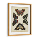 Visualización De Mariposas Iv - Vision Studio | Cuadro decorativo de Canvas Lab