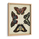 Visualización De Mariposas Iv - Vision Studio | Cuadro decorativo de Canvas Lab