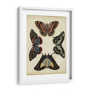 Visualización De Mariposas Iv - Vision Studio | Cuadro decorativo de Canvas Lab