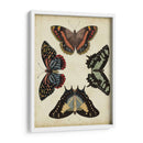Visualización De Mariposas Iv - Vision Studio | Cuadro decorativo de Canvas Lab