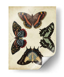 Visualización De Mariposas Iv - Vision Studio | Cuadro decorativo de Canvas Lab