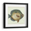 Mariposa Peces I - Vision Studio | Cuadro decorativo de Canvas Lab